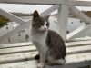Как псковские лапти к новгородским чуням в гости ходили 3 дня