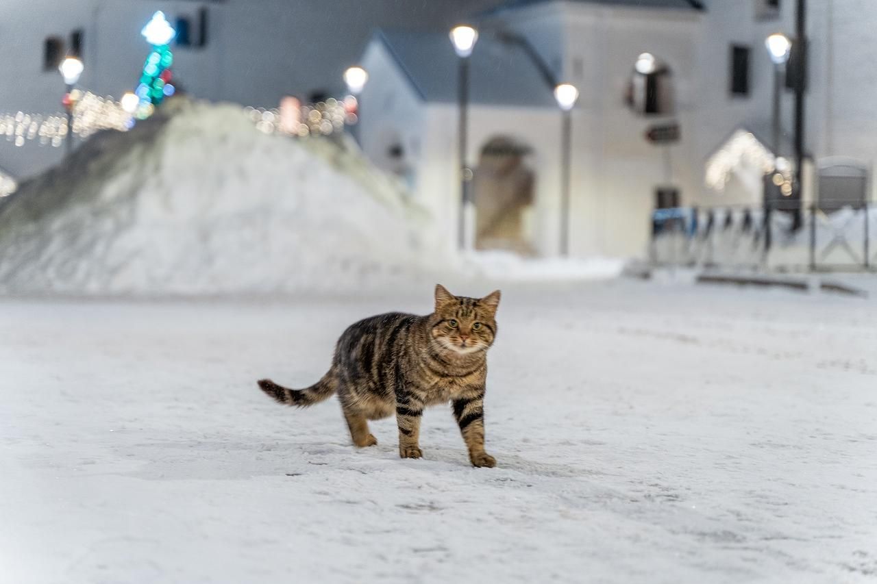 В гостях у СКОБАРей 4 дня (тур из Москвы)