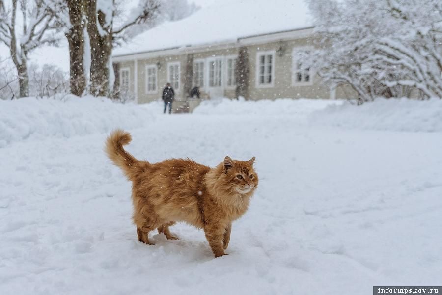 Новогодняя КОТОВАСИЯ